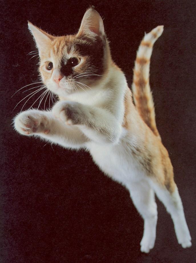 [HouseCat_Kitten-Leaping.jpg]