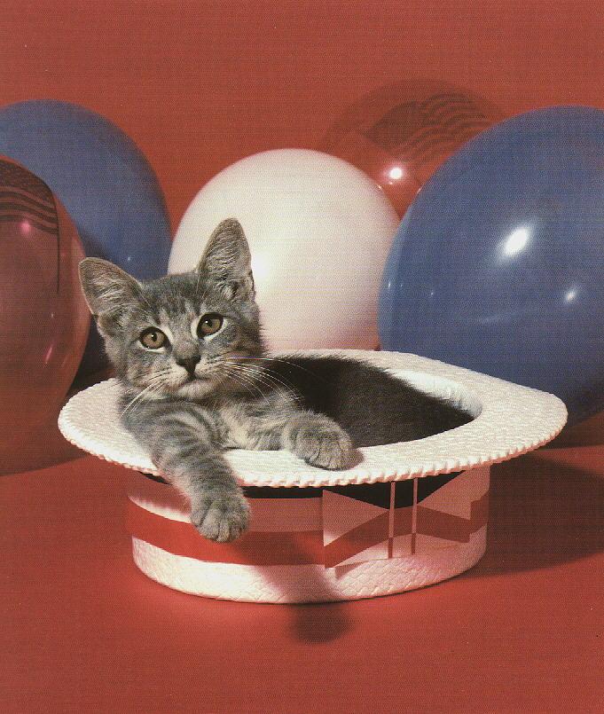 [HouseCat_Kitten_party.jpg]