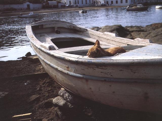 [HouseCat_sun1-in_boat.jpg]