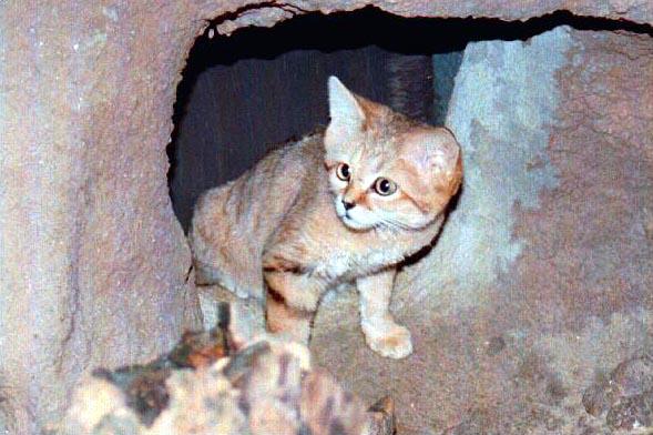 [SandCat-out_of_cave_burrow.jpg]