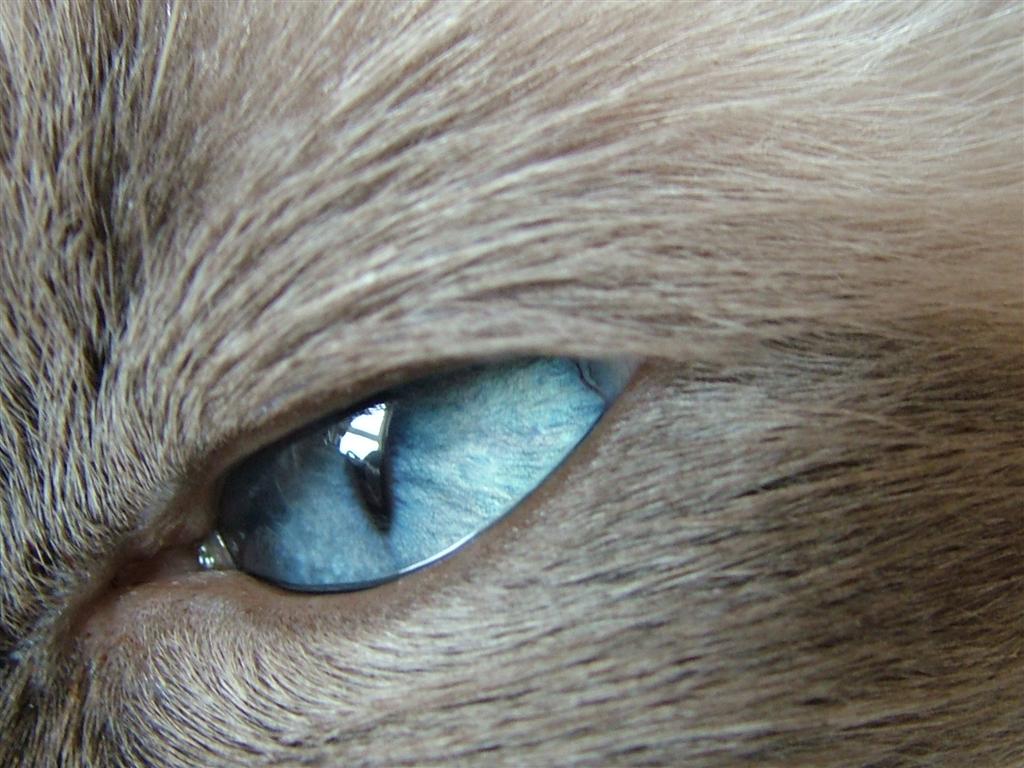 [blue eye (Large).JPG]