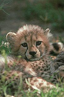 [SDZ_0373-Cheetah-Cub.jpg]