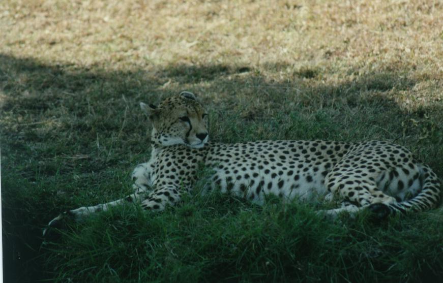 [safari10_cheetah.jpg]
