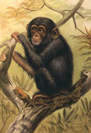 [Anmwi108_Chimpanzee_Painting.jpg]