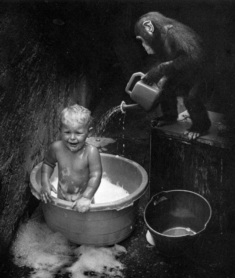 [Chimpanzee-Washing_a_kid.jpg]