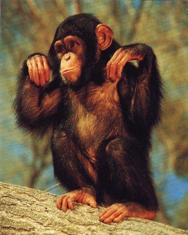 [Chimpanzee03.jpg]