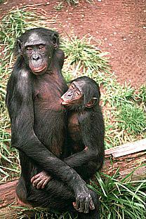 [SDZ_0447-Chimpanzees-MomNursingBaby.jpg]