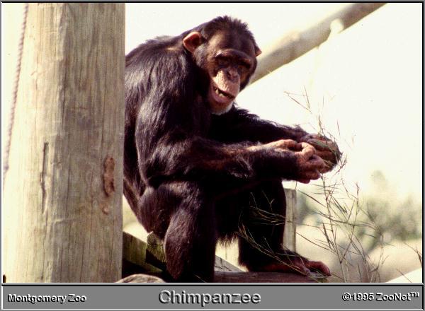 [chimpanzee_MontgomeryZoo.jpg]