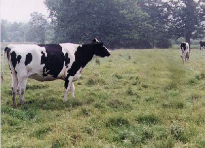 [Gernz1-HolsteinCows-OnGrassland.jpg]