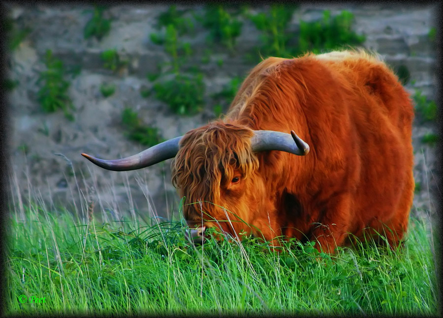 [highland cow 01.jpg]