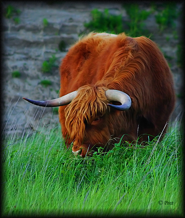 [highland cow 02.jpg]