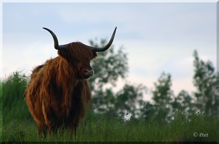 [highland cow 03.jpg]