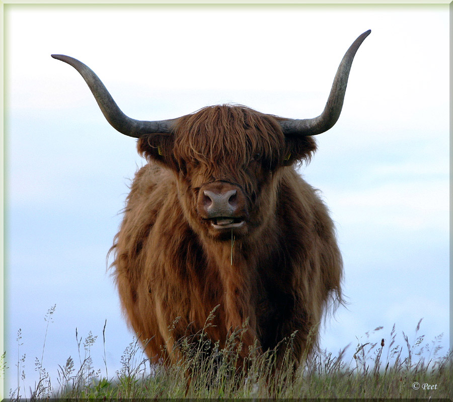 [highland cow 06.jpg]