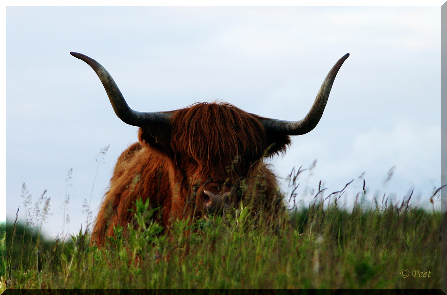 [highland cow 08.jpg]