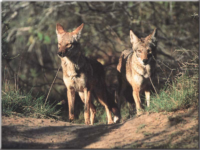 [Coyote_048-2Adults-OnHill.JPG]