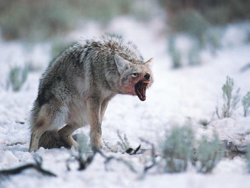 [Coyote_136-Snarls_Aggresively.jpg]