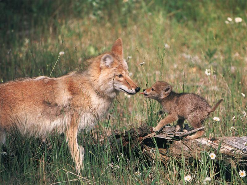 [Coyotes_137-Mom_n_baby.jpg]