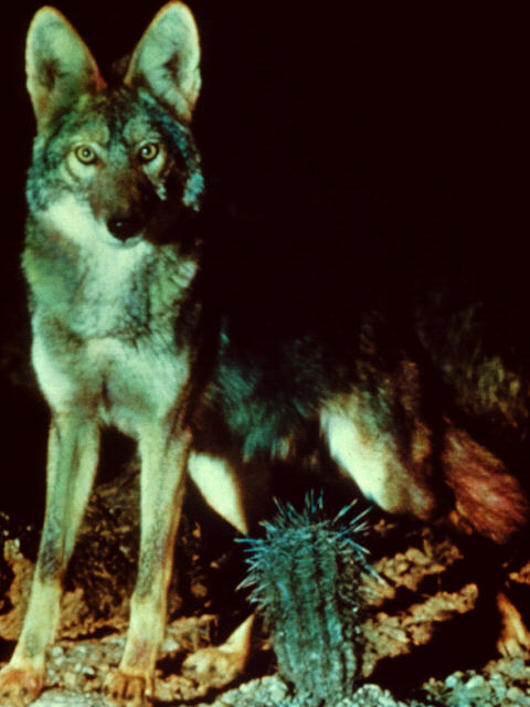 [aeb50015-Coyote-In_desert_night.jpg]