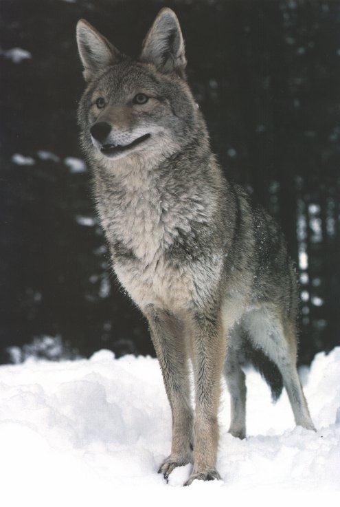 [coyote02.jpg]