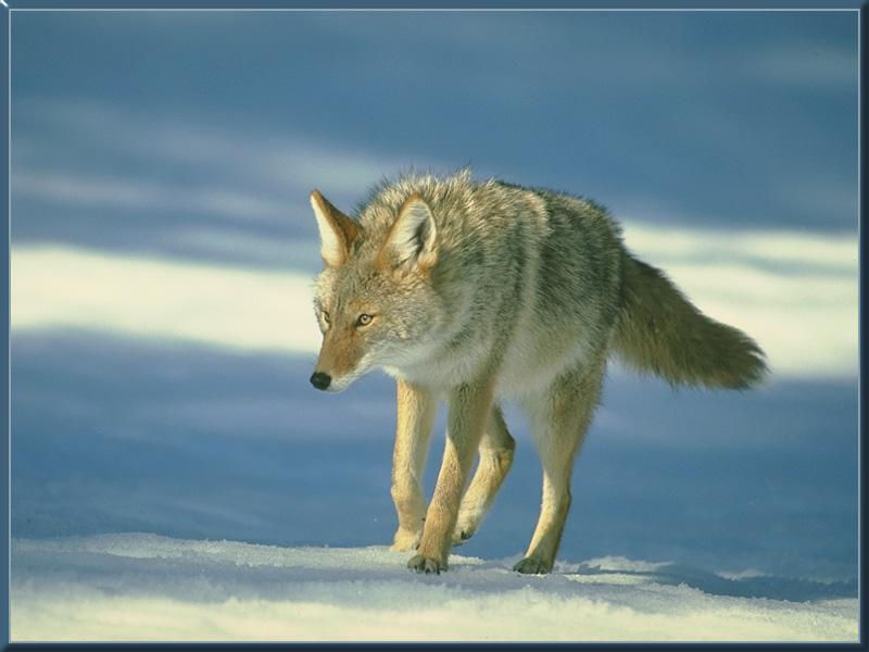 [coyote_01-Walking_on_snow.jpg]
