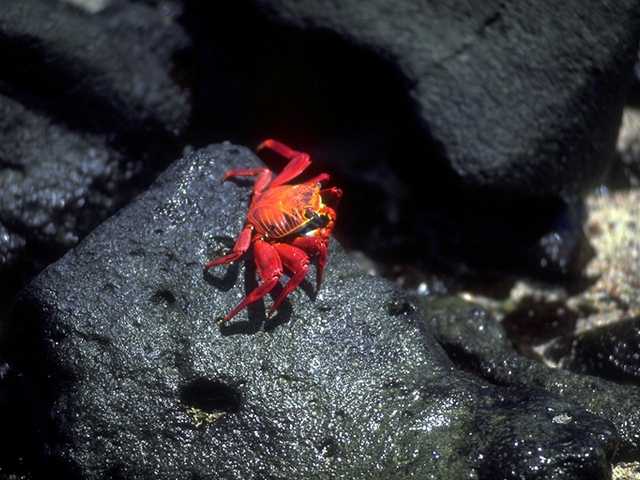 [Galapagos_b05i0044-SallyLightfootCrab.jpg]