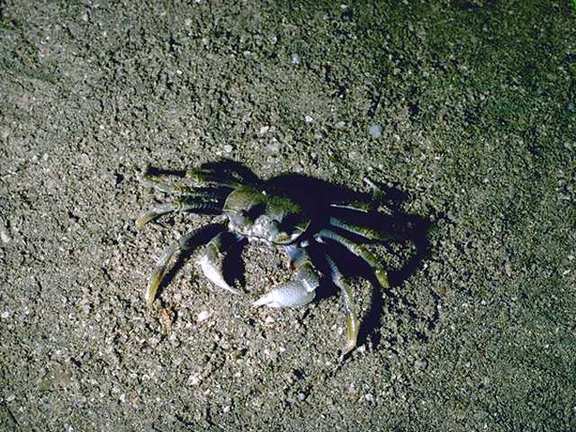 [Venezuela_f11b0054-Crab.jpg]