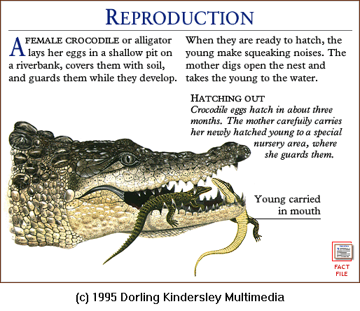 [DKMMNature-Reptile-Crocodile-CarryingYoung.gif]
