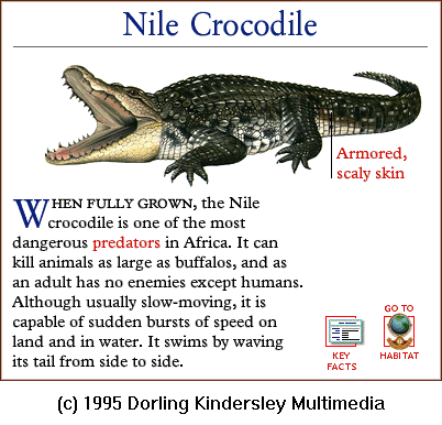 [DKMMNature-Reptile-NileCrocodile.gif]