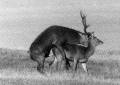 [Deers-Mating02.jpg]