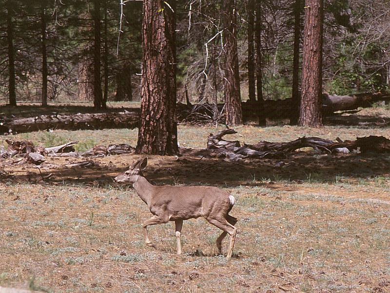 [Mule_Deer_in_Yosemite.jpg]