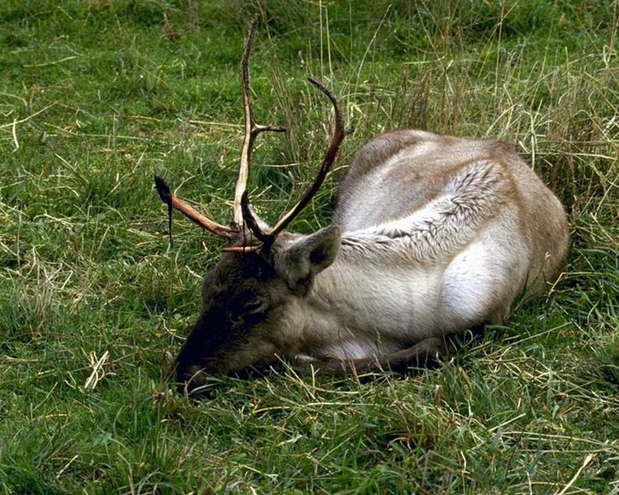 [animalwild015-Deer-Sleeping_on_grass.jpg]