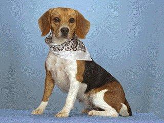 [Beagle-Dog-Closeup.jpg]