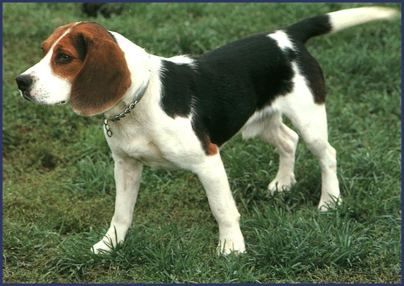 [Beagle_01-Dog-Standing-OnGrassfield.jpg]