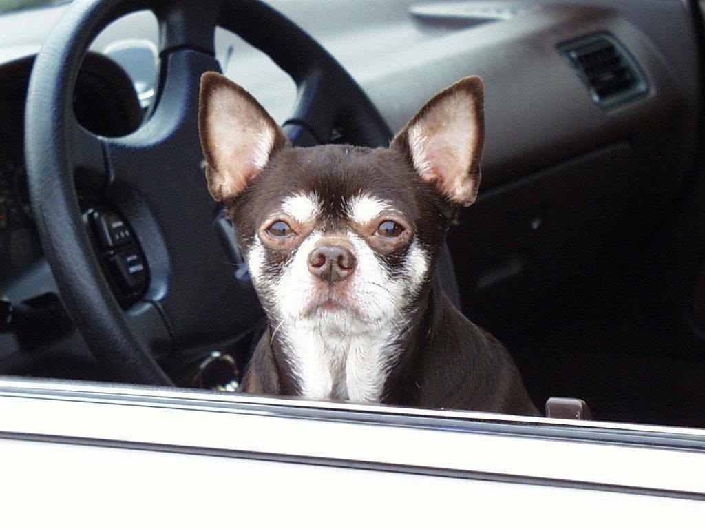 [ChihuahuaDog_Car1.jpg]