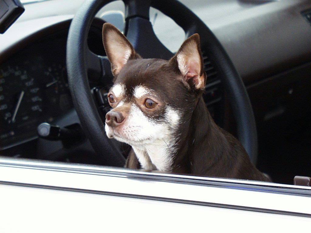 [ChihuahuaDog_Car2.jpg]