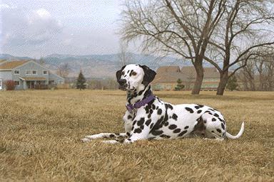 [Dalmatian-PrettyDog-Sitting_OnGrass.jpg]