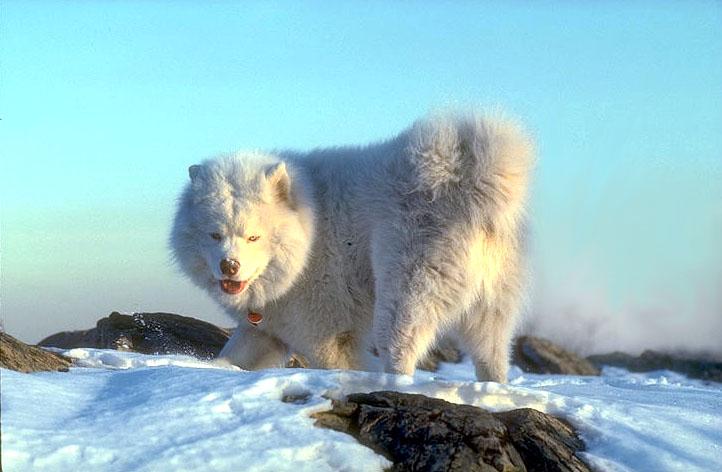 [snowdog-EskimoMalamute-WhiteDog_on_snow.jpg]