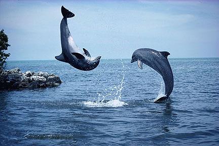 [2Dolphins-1-Jumping-By-the_shore.jpg]