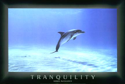 [DOLPHINS-TRANQUILITY.JPG]