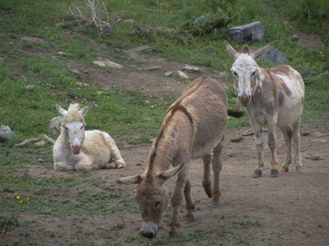 [Photo035-Donkeys-Burros.jpg]