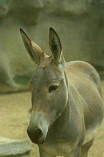 [SDZ_0210-Donkey-Closeup.jpg]