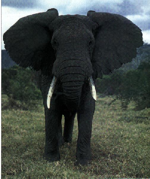 [AfricanElephant-FrontView01.jpg]