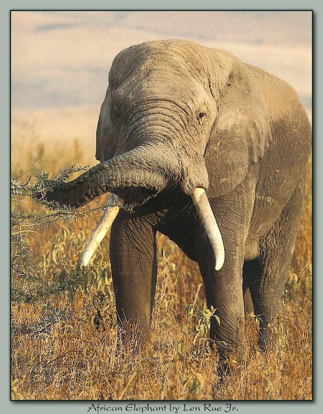[ele_002-AfricanElephant-Eating-Grass.jpg]