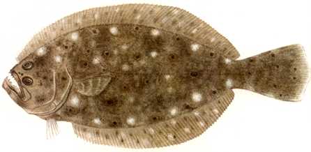 [Anmaq024-Painting-Flatfish.jpg]