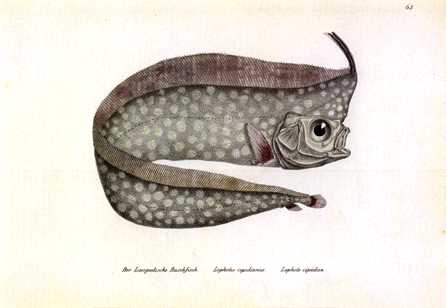[Anmaq052-Painting-DeepOceanFish.jpg]