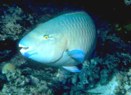 [Galapagos_Fish_05-TropicalFish.jpg]