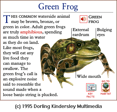 [DKMMNature-Amphibian-GreenFrog.gif]