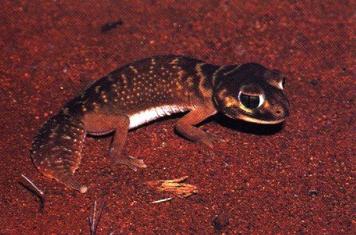 [anim24-Kidney-tailedGecko.jpg]
