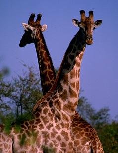[2-Giraffes-75-Crossing-Necks.jpg]