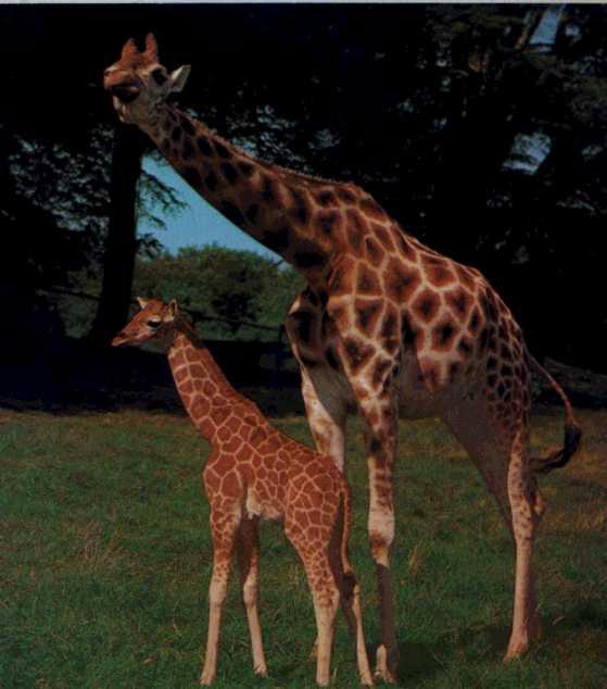 [2Giraffes-MomNBaby.jpg]